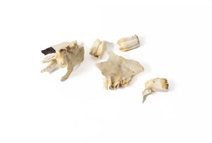 Image description is not available for 2011.81.1